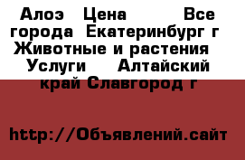 Алоэ › Цена ­ 150 - Все города, Екатеринбург г. Животные и растения » Услуги   . Алтайский край,Славгород г.